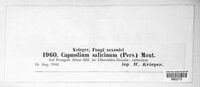 Capnodium citri image